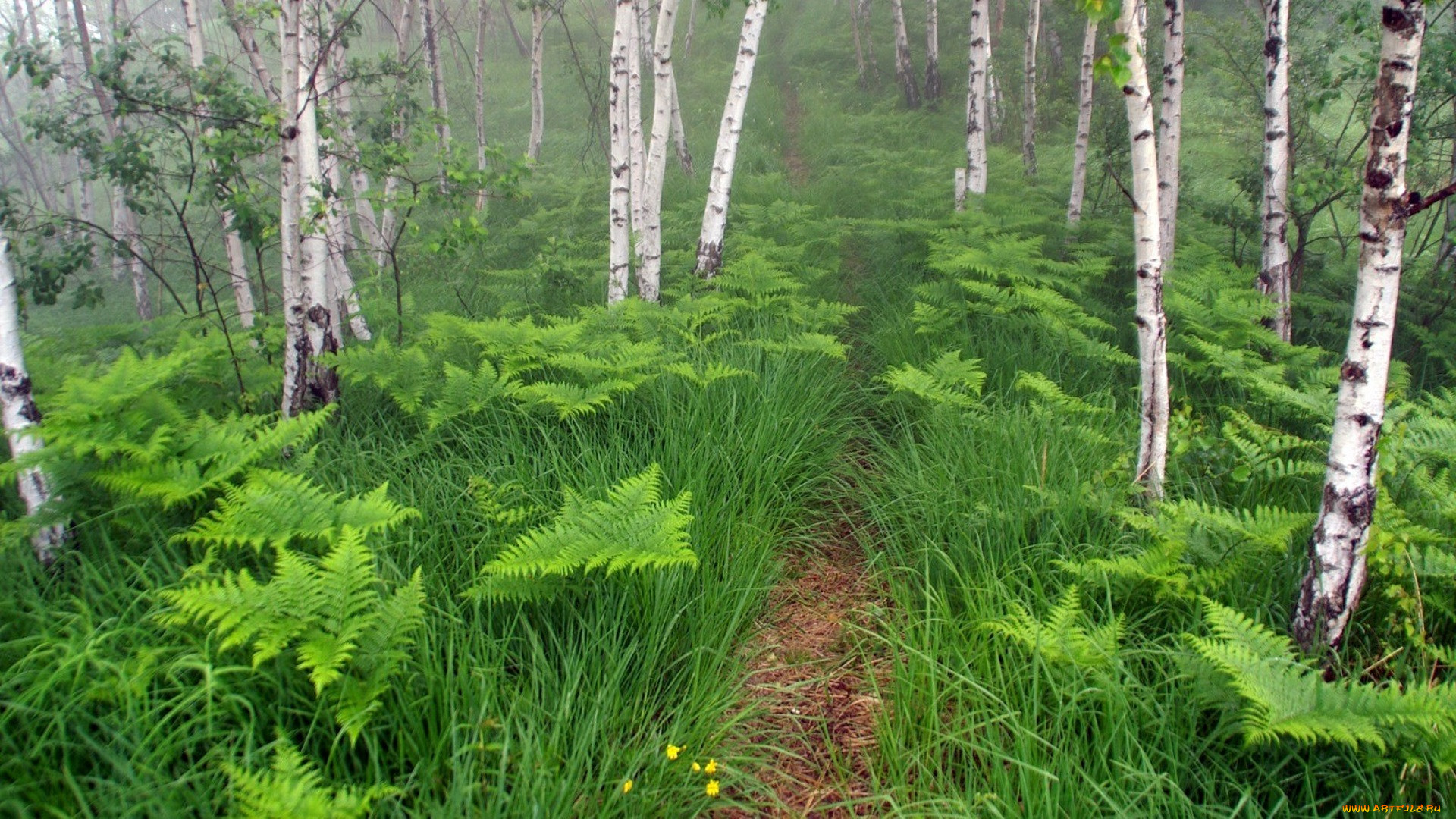 Тропинка в березовом лесу фото